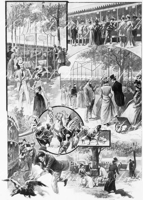Les concours d'aviculture a Vincennes.- Volière d'honneur.- Le long des boxes.- Coqs et pigeons primes.Un lauréat qui s'echappe.1900年博 ヴァンセンヌの森で行われた家禽飼育のコンクール 名誉賞の鳥かご － 金網に沿って見学 － 賞をとった鶏と鳩 － 脱走する候補の一羽