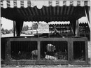 "Concours international d'animaux reproducteurs, à Vincennes.- Un grand prix d'honneur." 1900年博 ヴァンセンヌで行われた繁殖用動物の国際コンクール