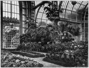 Les coucours d'horticulture.- Collections de roses (sections françaises).1900年博 園芸コンクール － 薔薇のコレクション（フランスコーナー）