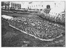 Au Trocadéro.- Les tulipes des horticulteurs hollandais.1900年博 トロカデロ会場 － オランダ人園芸家たちのチューリップ