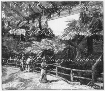 "Fougères australiennes, au quai d'Orsay." オルセー河岸に展示されたオーストラリアのシダ類