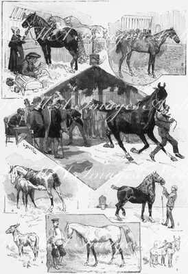 Exposition hippique. - Spécimens de la race chevaline au cours-la-reine. クール・ラ・レーヌ広場で催された馬の展示会