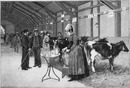 Le Concours d'animaux reproducteurs : Les Vaches bretonnes. 繁殖用の家畜のコンクール ブルターニュの雌牛