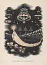 グランヴィル Grandville - 《彗星の大旅行》 Pérégrinations d’une comète.
