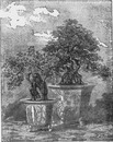 L'horticulture japonaise au Trocadéro. : Fig. C. - Thuya age de 30 ans et Retinospora age de 160 ans. トロカデロ会場、日本の園芸 図C 樹齢30年のヒバと樹齢160年の檜の盆栽