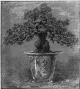"L'horticulture japonaise au Trocadéro. : Fig. B. - Pin nain japonais, age de 150 ans." トロカデロ会場、日本の園芸 図B 樹齢150年の松の盆栽
