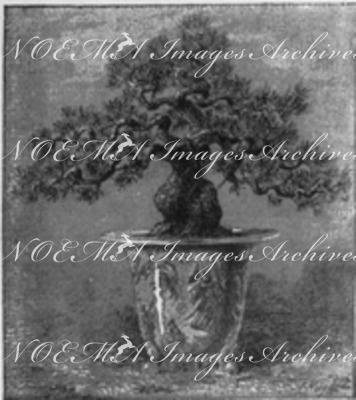 "L'horticulture japonaise au Trocadéro. : Fig. B. - Pin nain japonais, age de 150 ans." トロカデロ会場、日本の園芸 図B 樹齢150年の松の盆栽