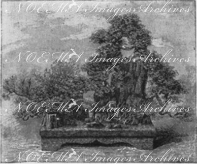 "L'horticulture japonaise au Trocadéro. : Fig. A. - Paysage forme de Pins, Thuyas, etc., plantes sur des troncs de fougerès." トロカデロ会場、日本の園芸 図A シダをつめた幹の上に植えられた松やヒバなどで風景をつくった盆栽