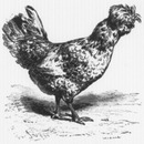 "Incubation et élevage artificiels des oiseaux de basse-cour, système Roullier-Arnoult, ou couvoir de Gambais-les-Houdan. : Poule du Houdan." ルイエ=アルヌル式またはガンべ=レ=ウーダン孵化場式、家禽の人工孵化および人工飼育  ウーダン種の雌鶏