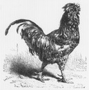 "Incubation et élevage artificiels des oiseaux de basse-cour, système Roullier-Arnoult, ou couvoir de Gambais-les-Houdan. : Coq du Houdan." ルイエ=アルヌル式またはガンべ=レ=ウーダン孵化場式、家禽の人工孵化および人工飼育  ウーダン種の雄鶏