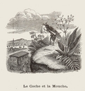 グランヴィル Grandville - 《駅馬車とハエ》 Le coche et la mouche.