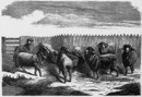 "Bergerie de Kopaszew, appartenant à M. Casimir de Chlapowski, et bergerie de Kotowo,appartenant à M. le comte Mielzynski." ChlapowskiのCasimir氏のKopaszewの羊の群れとMielzynski伯爵のKotowoの羊の群れ