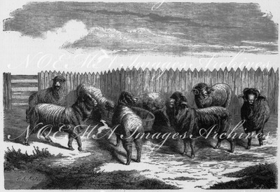 "Bergerie de Kopaszew, appartenant à M. Casimir de Chlapowski, et bergerie de Kotowo,appartenant à M. le comte Mielzynski." ChlapowskiのCasimir氏のKopaszewの羊の群れとMielzynski伯爵のKotowoの羊の群れ
